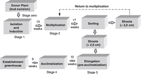 1. Process for ornamental bromeliad mass micropropagation (modified... | Download Scientific Diagram