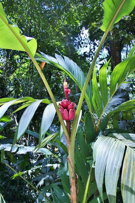 Dwarf Banana Tree: Growing Banana Plants as Ornamentals | Epic Gardening