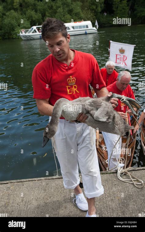 The annual ceremony of Swan Upping on the River Thames in WIndsor Stock Photo - Alamy