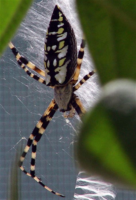 Black and yellow argiope spider