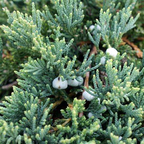 Juniperus horizontalis 'Wiltonii' - Midwest Groundcovers, LLC