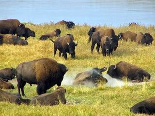 Buffalo | Explore July 1, 2007 #299 Buffalo at Yellowstone N… | Flickr