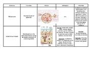 Structures of the Integumentary System Table - Structure Melanocytes Sudoriferous Glands ...