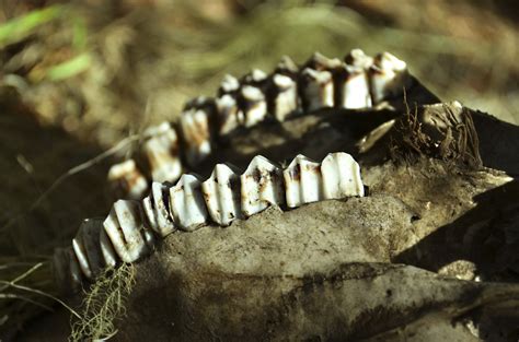 Do Elk Have Ivory Teeth? | Sciencing