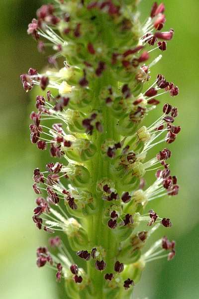 Bare Ground Microhabitat - Plants