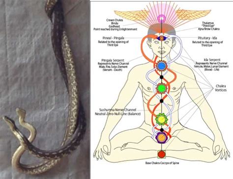 Kundalini Rising Snake