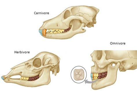 5. Carnivore teeth - Dr. Bills Pet Nutrition