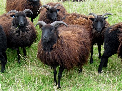 Hebridean sheep at Waters' Edge Country Park, Barton Upon Humber, North Lincolnshire. They often ...