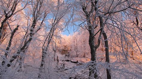 Pink snow on the trees wallpaper - Nature wallpapers - #52119