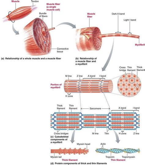 isotonic muscle contraction | Muscles | Human anatomy and physiology, Medical anatomy, Muscle