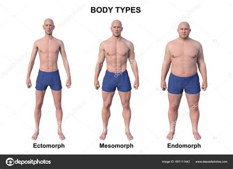 Illustration Male Body Showcasing Three Different Body Types Ectomorph ...