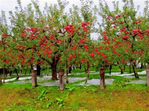 How to Grow Fuji Apple Trees | Apple tree, Apple garden, Apple tree care