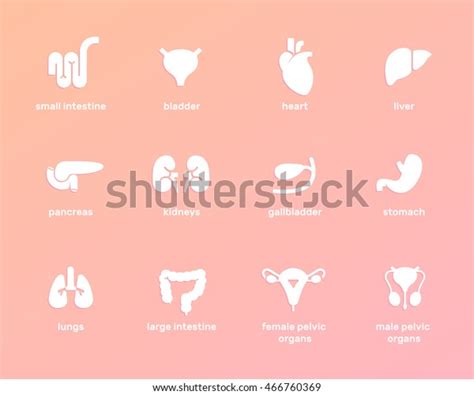 Viscera Vector Illustration Internal Human Organs Stock Vector (Royalty ...