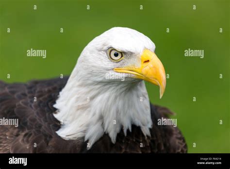 Bald eagle head and beak Stock Photo - Alamy