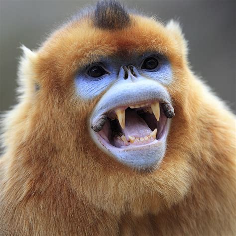 Golden Snub-nosed Monkey - WildArk