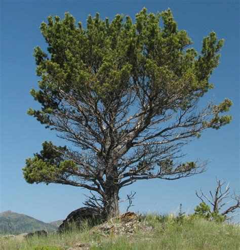 COSEWIC Assessment and Status Report on the Limber Pine Pinus flexilis in Canada - 2014 - Canada.ca