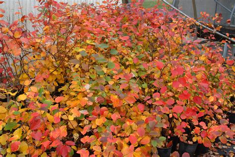 Small Flowering Landscape Bushes