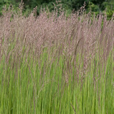 Feather Reed Grass | Spring Hill Nurseries