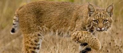 Ohio Wildlife Council rejects bobcat trapping season (for now) | Spotlight | athensmessenger.com