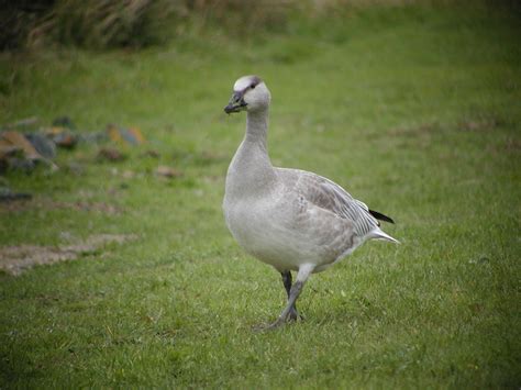 Bev's Nature Blog: Snow Goose Blue Morph