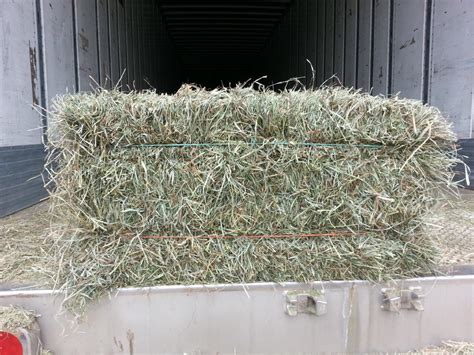 Orchard Alfalfa square hay bale at Cherokee Feed & Seed Ball Ground and Gainesville, GA ...