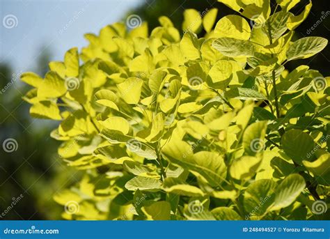 Smoke Tree Flowers in Early Summer. Stock Image - Image of early ...