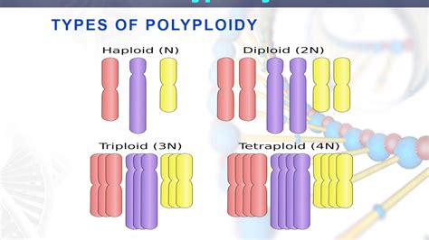 Polyploidy Definition