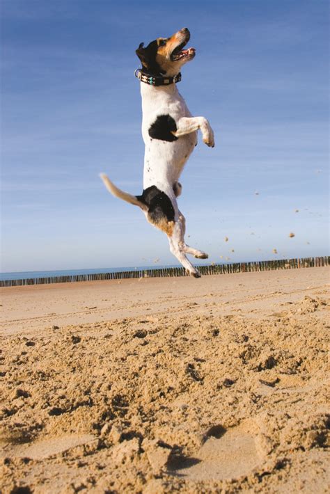 How High Would Your Dog Jump for a Treat? | Pet vacation, Flying dog, Dog beach