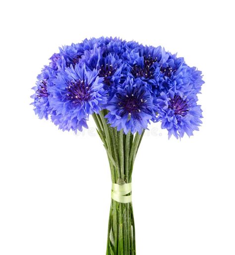 Blue cornflower bouquet stock image. Image of green, copy - 32267025