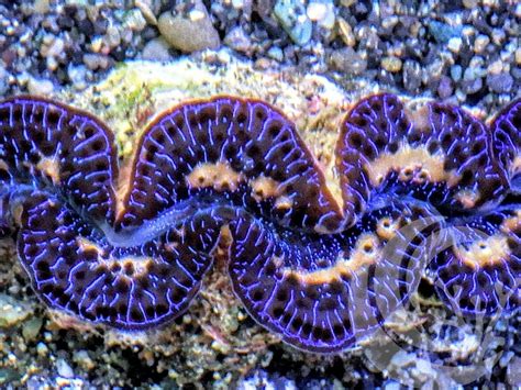 Last of the Clams for Awhile | REEF2REEF Saltwater and Reef Aquarium Forum