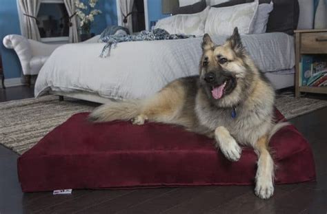 Study Showed Significant Improvement of Arthritis Symptoms Resulted from... a Dog Bed?