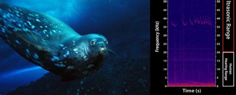 Seals Are Making Creepy Ultrasound Noises Underwater, And We Have No Idea Why : ScienceAlert