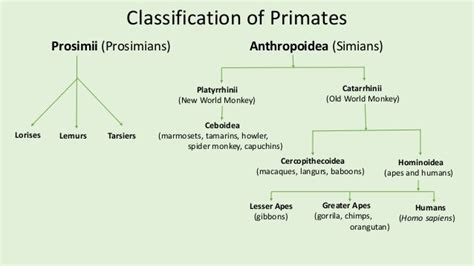 Primates of the World and India