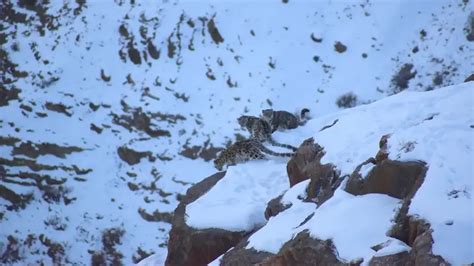 Snow Leopard with Cubs Photographed in Spiti Valley