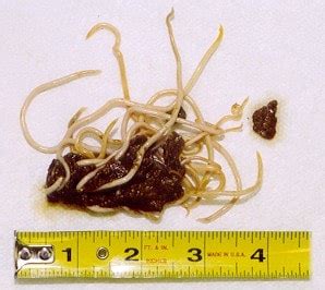 Intestinal Worms-Burragorang Veterinary Clinic