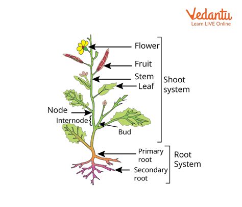 Shoot and Stem |Learn Important Terms and Concepts