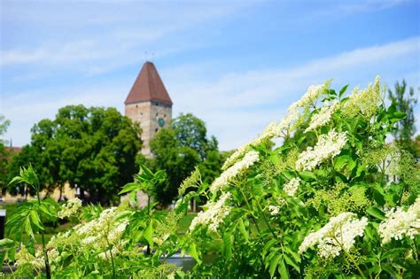 Gardening Jobs in March - Sacred Earth