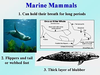 Adaptations for Marine Organisms