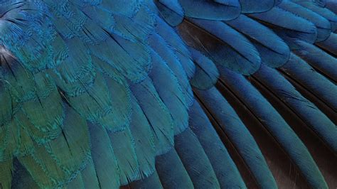 Blue Feathers (Large) - Doowans Awareness