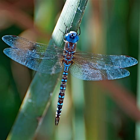 The Lacy Wings Of Dragonflies Now | BeautifulNow