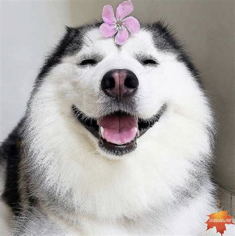 Bộ sưu tập hình ảnh chó Husky đẹp, ngáo, dễ thương