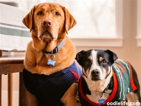 Can Two Male Dogs Get Along? (Neuter Impact?) - Oodle Life