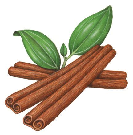 Cinnamon illustration with three cinnamon sticks and three leaves. | Culinary herbs, Herbs ...