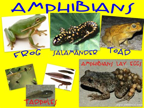 Blog de Segundo del Ciudad de Córdoba: AMPHIBIANS