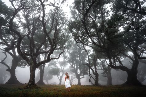 Ultimate Guide To Fanal Forest, Madeira: UNESCO World Heritage Site