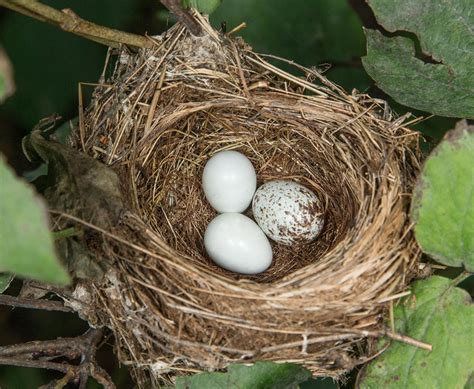 Overcoming obstacles at the indigo bunting nest | Chanhassen Villager | swnewsmedia.com