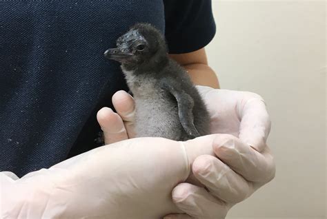 World’s smallest penguin species hatched at Sea Life centre | Express & Star