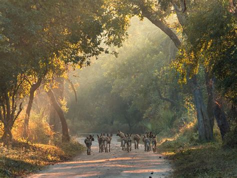 How Gorongosa National Park went from civil war battlefield to ...