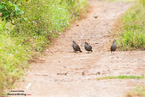 Elegant Quail - Mexican Birding