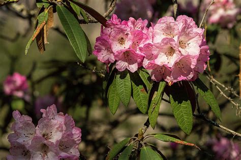 A pink Rhododendron flower photographed in the Langtang Valley ...